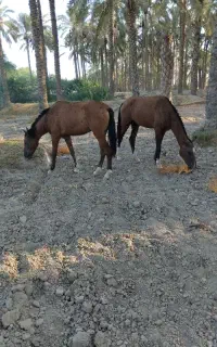 فروش اسب دره شور