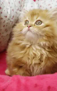 بچه گربه های پرشین