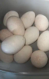 تخم بوقلمون