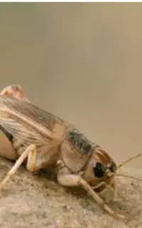 جیرجیرک زنده