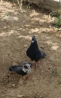 نر کاکل و ماده سینه سفید  پلاکی درجه یک به شرط