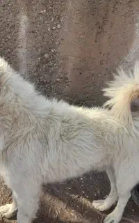 سگ پاکوتا