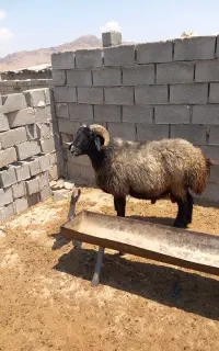 قوچ بذری محله به شرط روندن