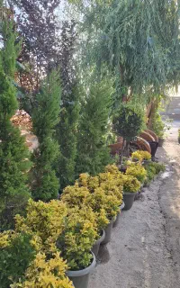 کاشتن گل و گیاه داخل باغ،باغچه،گلدان با تنوع بالا