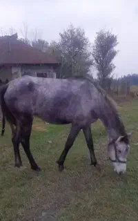 مادیان