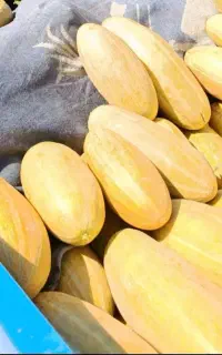 خربزه زبر و رنگ دار