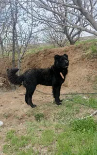 سگ سرابی 2 ساله معاوضه با جوجه لاری و گاز