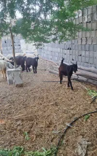 فروش کهره نر