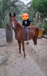 فروش اسب خالص