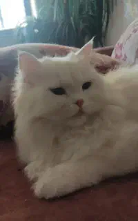 معاوضه ماده گربه عقیم شده با ماده آماده