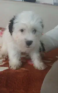 سگا اشپیز شیتزو