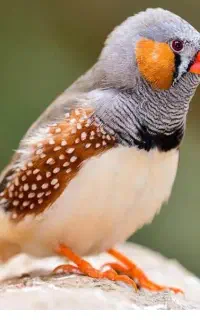 فنج نر زبرا