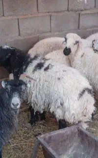 میش آبستن زرند