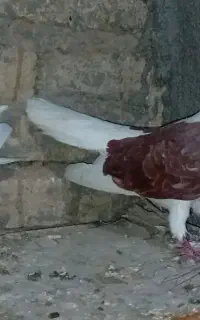 کبوتر دوکت پشتدار پشتار