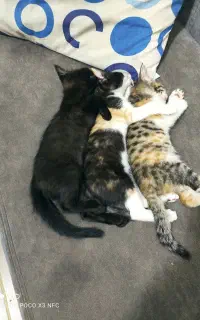 حیوانات گربه