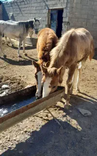 کره اسب