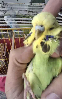 مرغ عشق انگلیسی