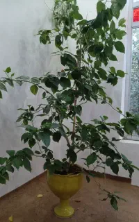 گل یک روزه و خوشکل گل فیکوس