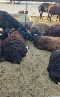 بره نر چاق