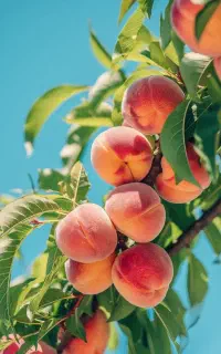 نهال بادام و گردو و ارقام مختلف میوه