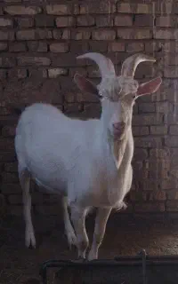 فروش چپیش سانان