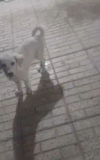 سگ نر آروم و باهوش