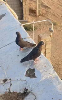 کفتر بازیکن هست