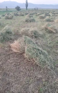 یونجه خالص