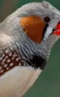فنچ نر و ماده به فروش می‌رسد