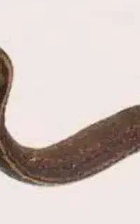 فروش تعدادی زالو زیر قیمت