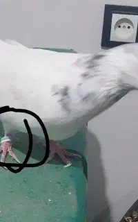 کبوتر گم شده گمشده