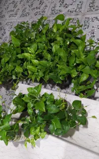 گل زیبای پتوس
