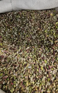 مغز پسته کال