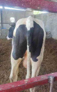 گوساله گاو نر هلشتاین حاجی‌آباد