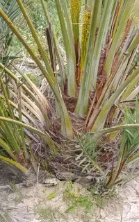 فسیل نخل خاسه و گشخاب