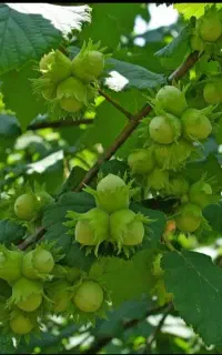 باغدار فندق و گردو اشکورات ،این آگهی برای شماست