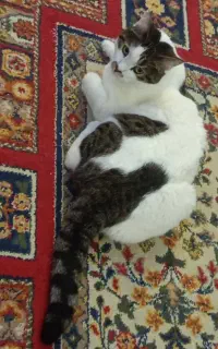 گربه گمشده