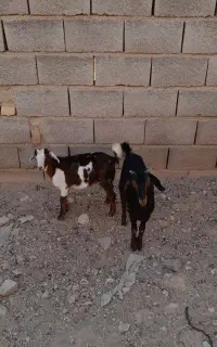 فروش دوعدد کهره ماده دوقلو