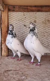 کفتر کله دم سبز اصیل کاشان