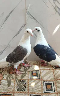 کفتر دوکت آلمانی