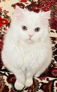 پت گربه