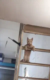 گربه طلایی ۶ ماهه
