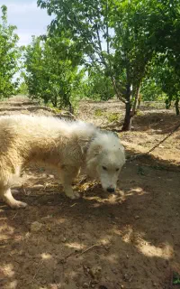 سگ پا کوتاه خیلی آدمی