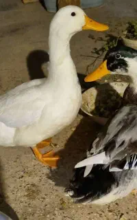 اردک نر