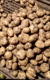 سیب زمینی خوراکی وبذری سیب زمینی