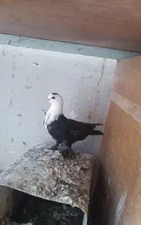 جوانه برا پرش