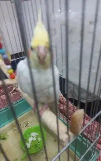 عروس هلندی نر