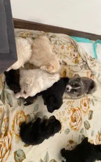 واگذاری توله پامر اشپیتز