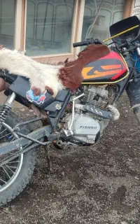 موتور تریل پیشرو