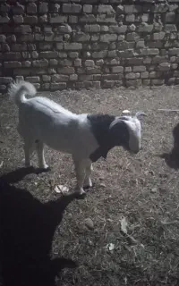 با سلام فروش دو عدد کهره چاق